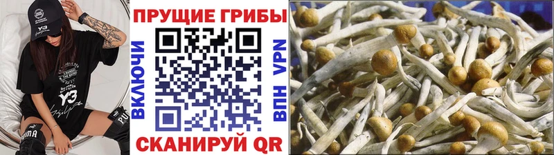 Купить Южа Галлюциногенные грибы MAGIC MUSHROOMS